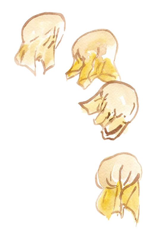 Wontons